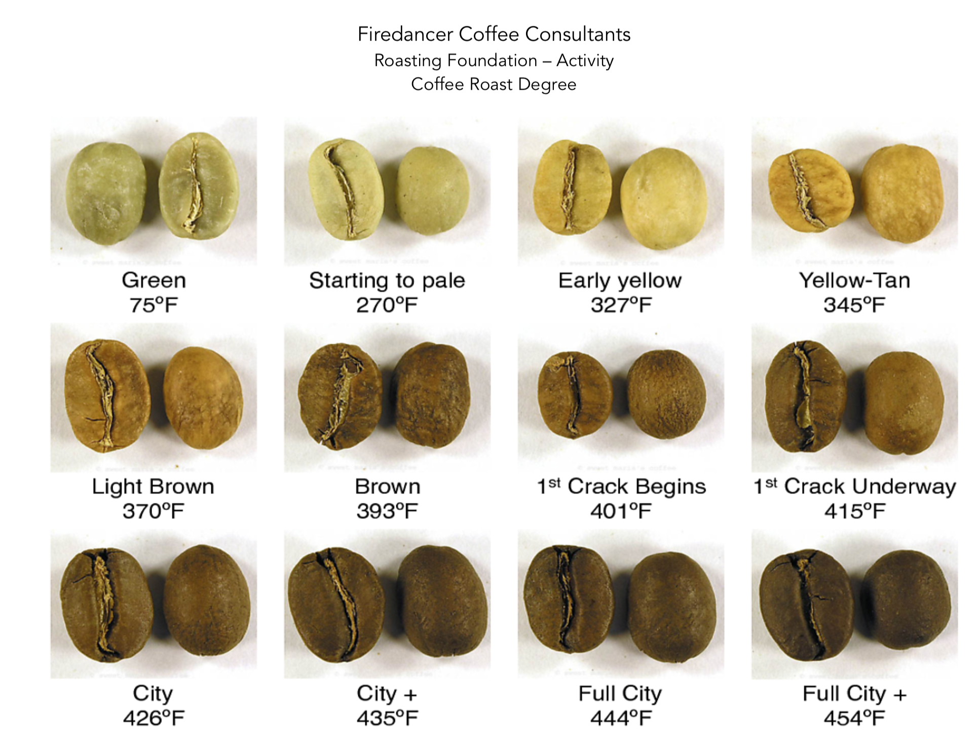 Bean Stages.png