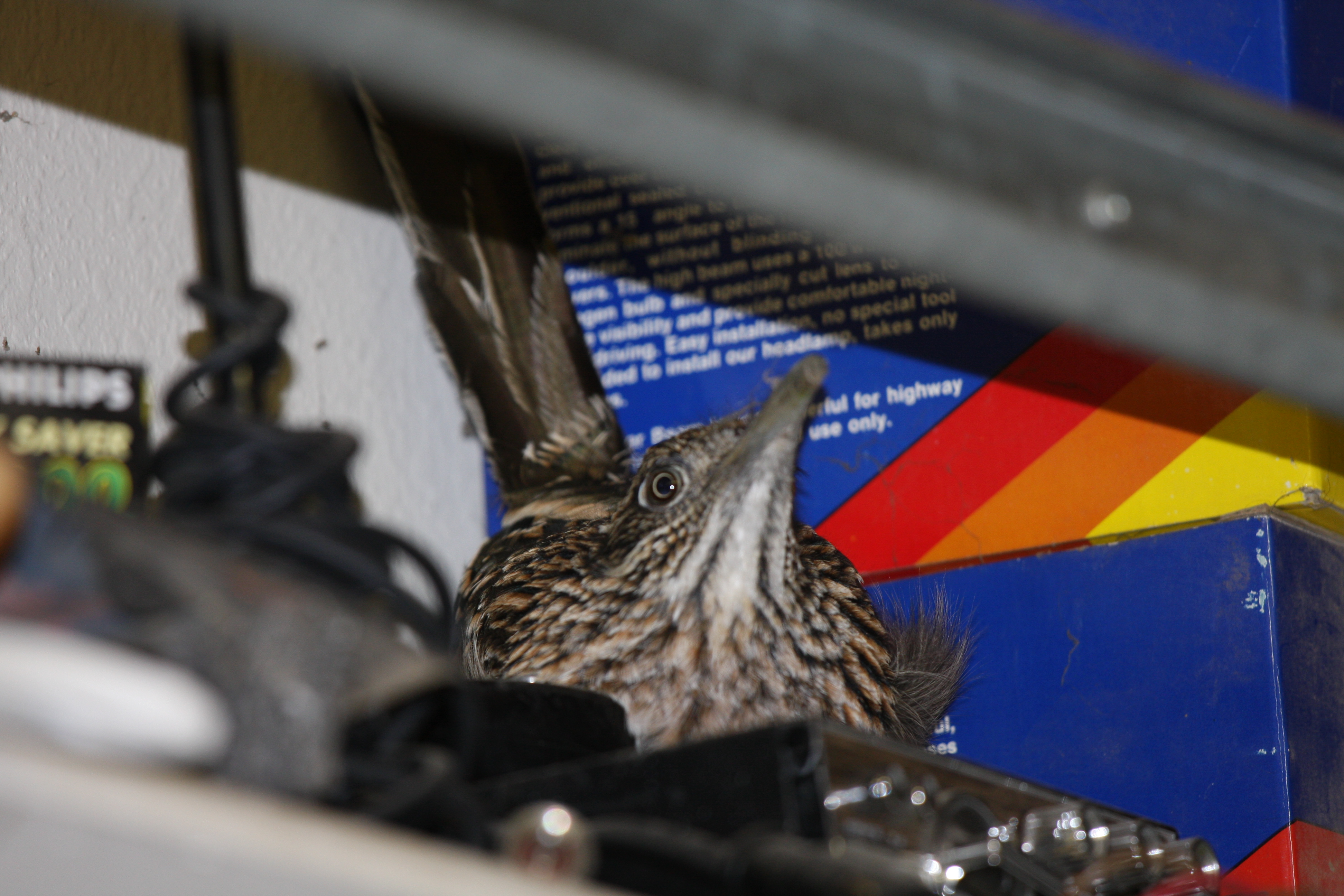 misc road runner 049.JPG