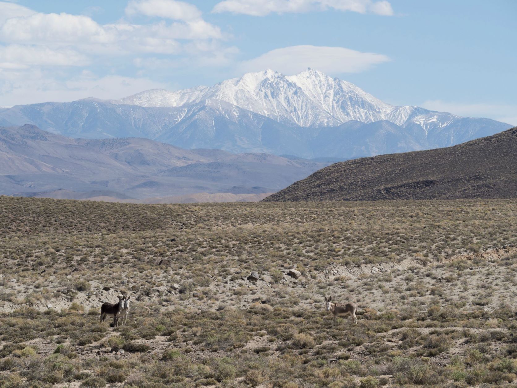 Boundry Peak & Montgomery in back ground from Teals Marsh.jpg
