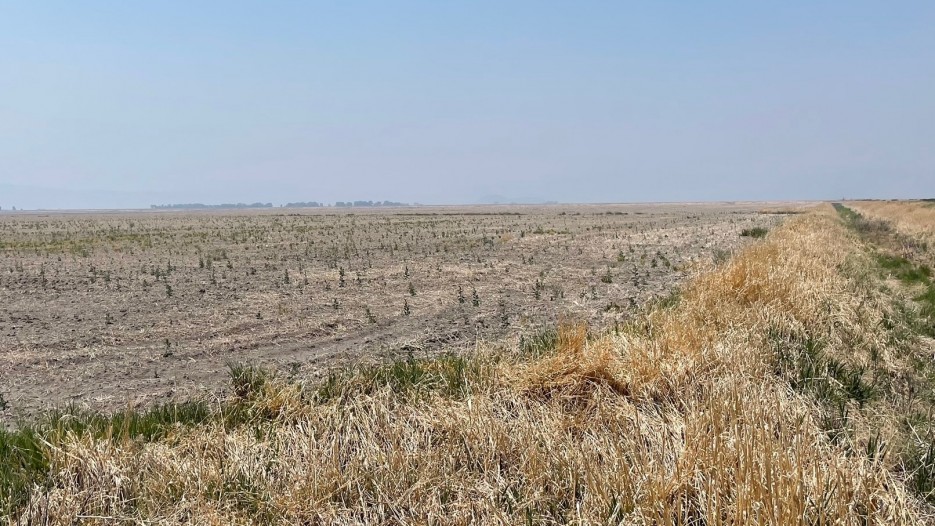 Fallow Field.jpg