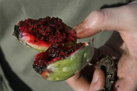 Saguaro Fruit.png