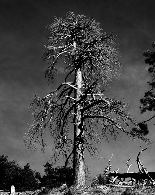 140104, Wrightwood Hike 50.JPG