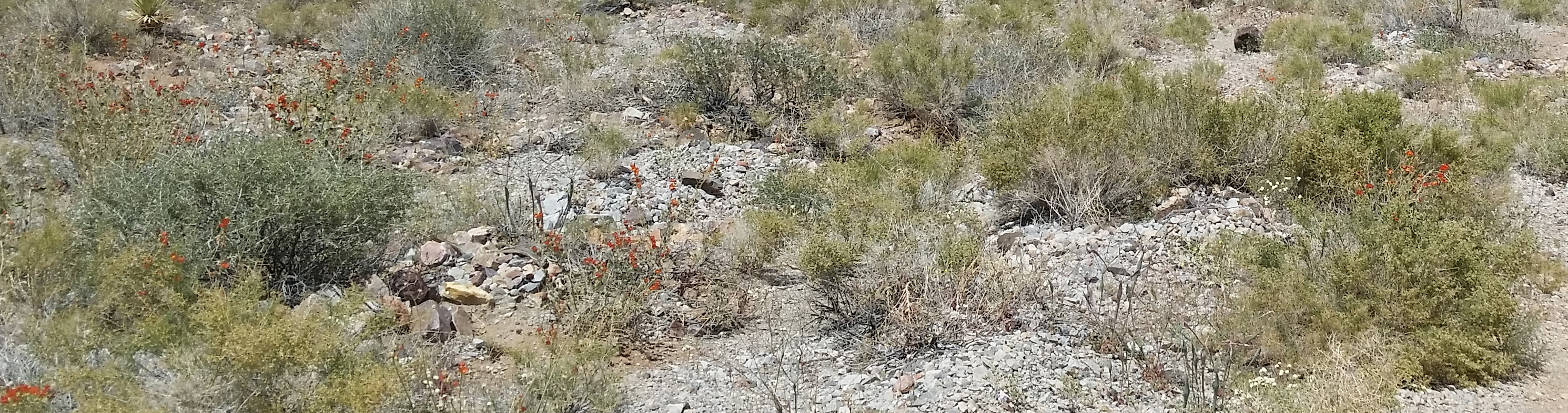 Indian Paint brush.jpg