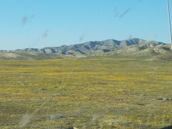 Carrizo Plains 2-19-20s.jpg
