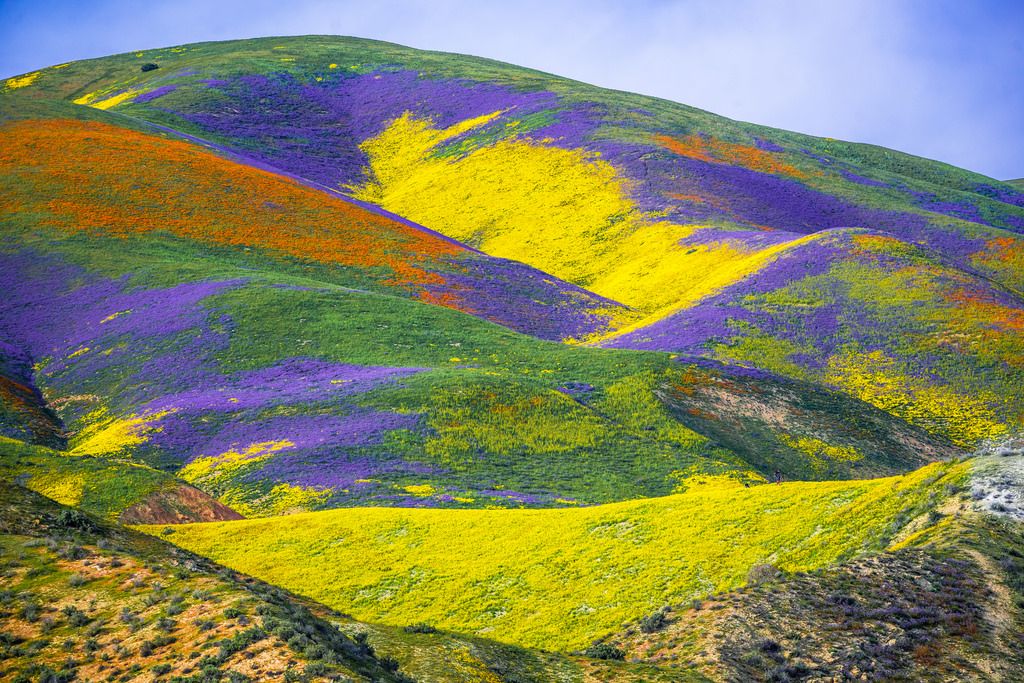 Super Bloom - LA Times