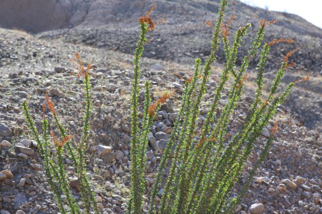 Ocotillo.JPG