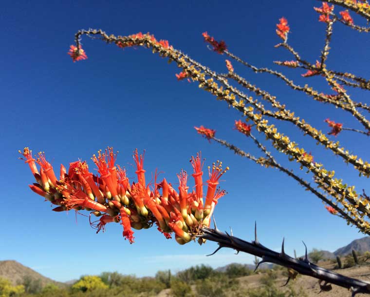 Ocotillo.jpg