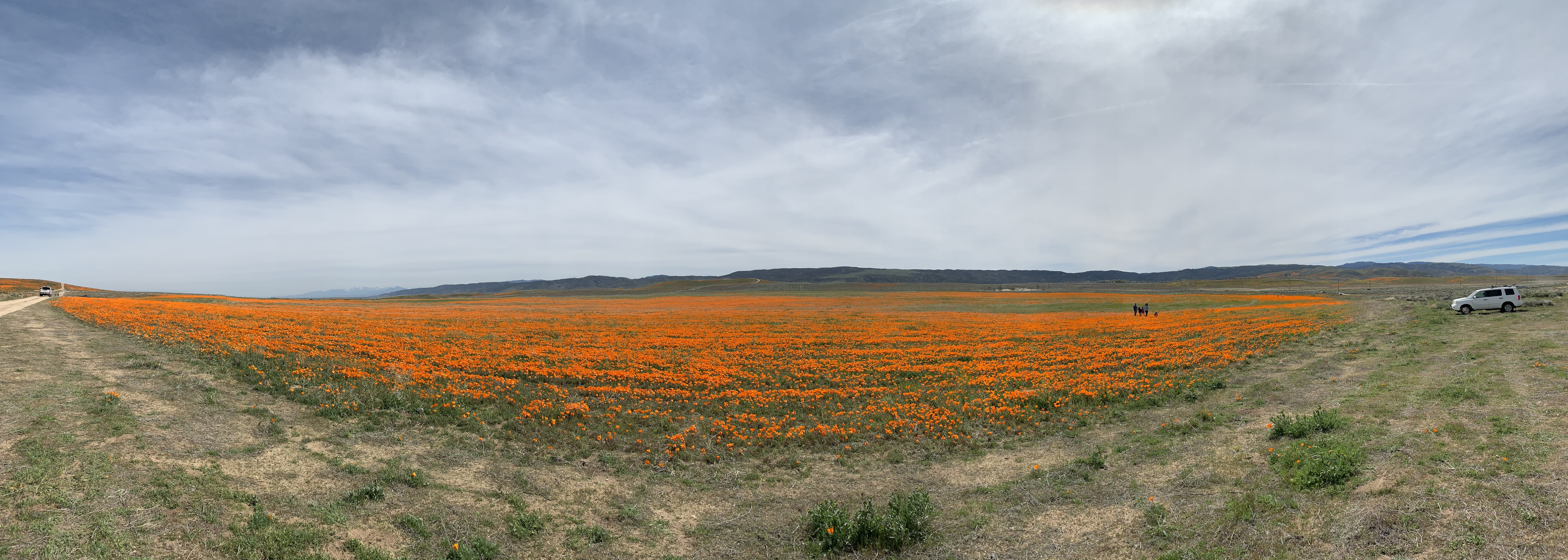 Poppy_Pano.jpg
