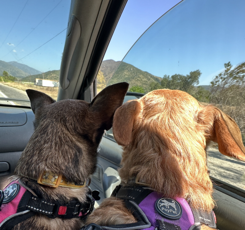Dogs.jpg