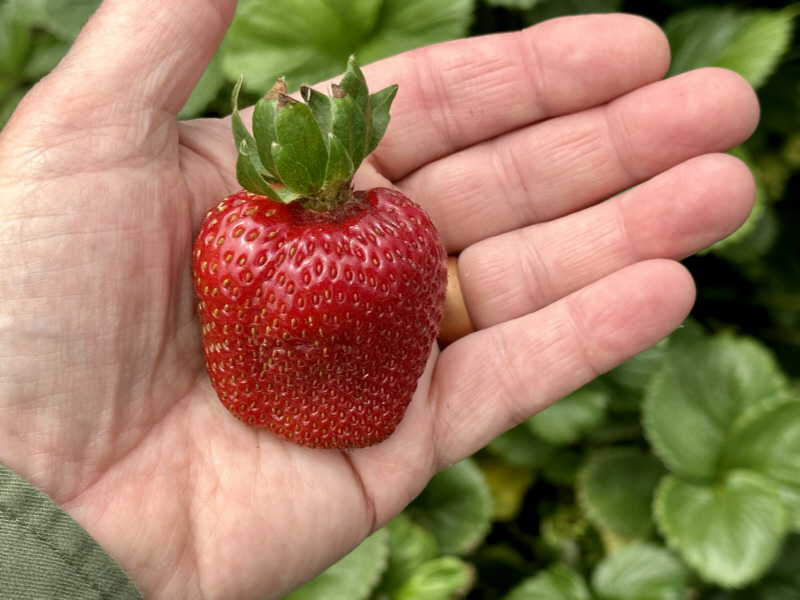 Strawberry.jpg