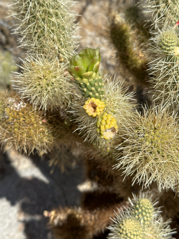 ChollaFlower.jpg