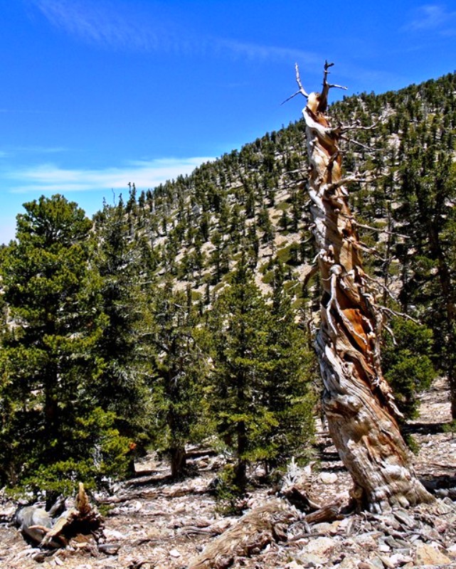 Lodge Pole pines are amazing creations.  How do they last as long as they do!