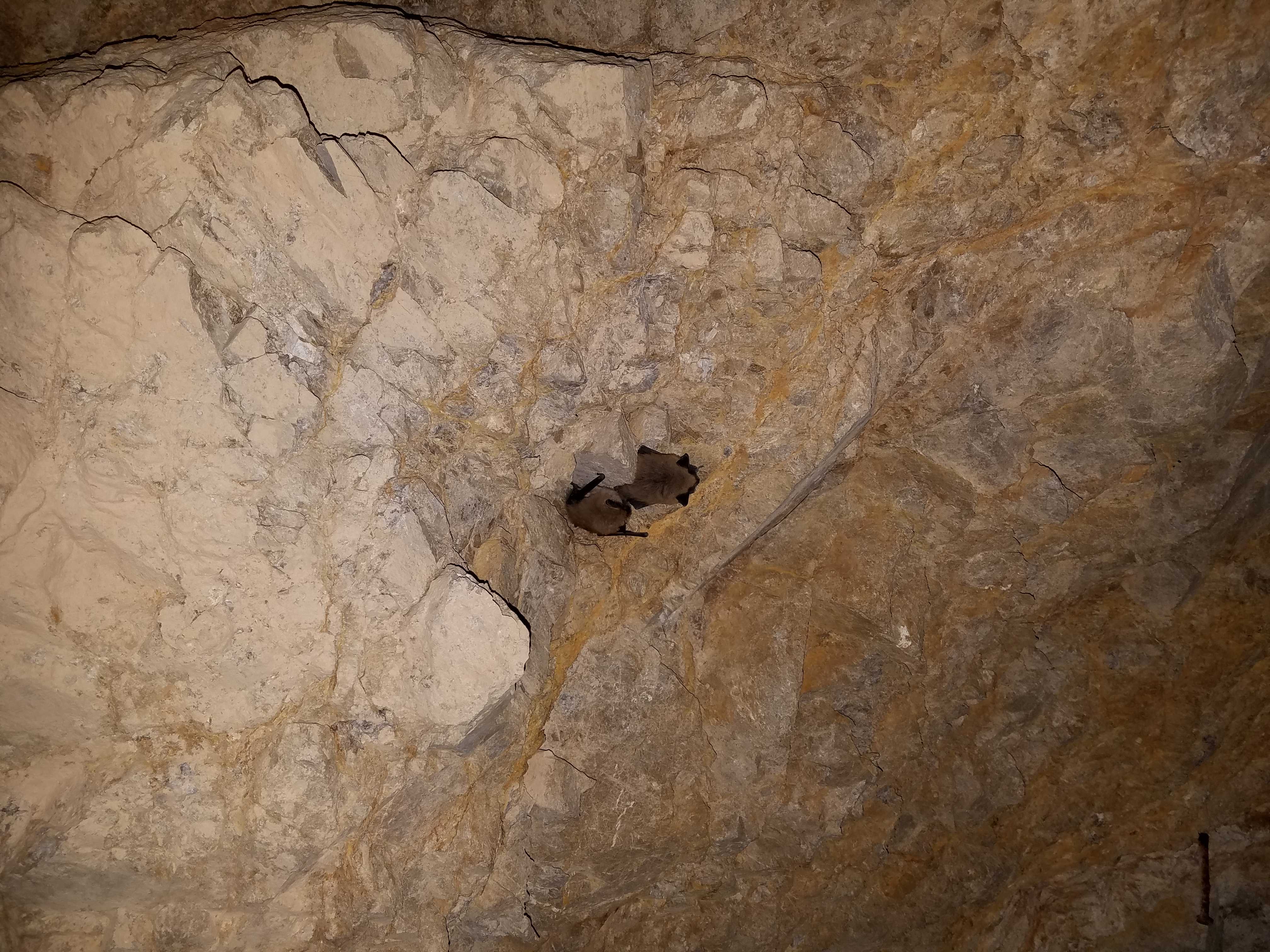 E-Kokoweef Mine Wildlife S - Copy.jpg