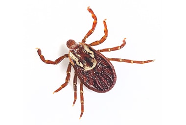 deer-tick.jpg