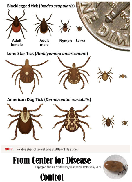 ticks-life-stages-1.jpg