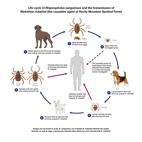 Tick LifeCycle from CDC.jpg