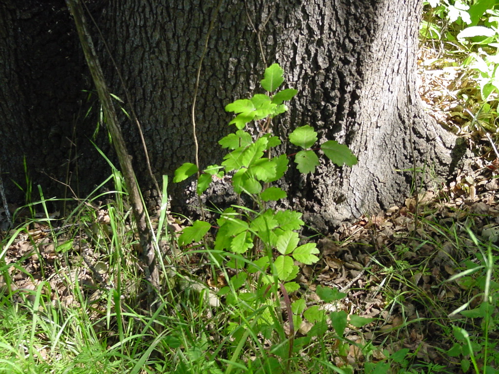 PoisonOak2.jpg