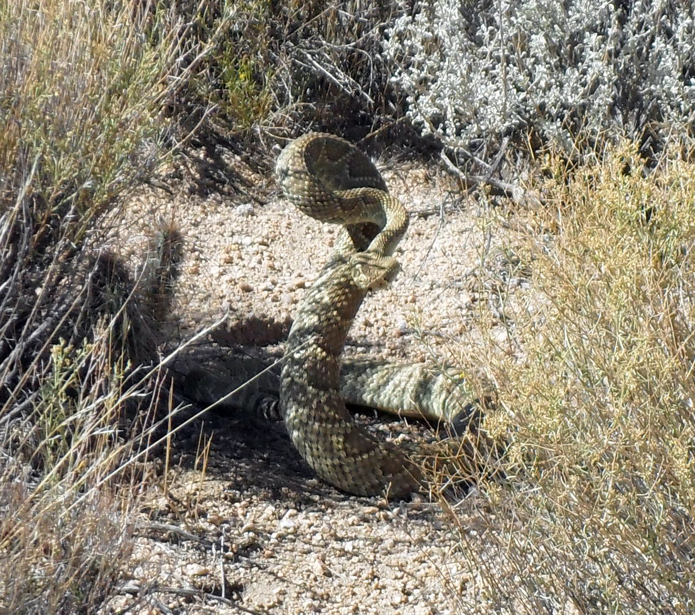 Snake.jpg