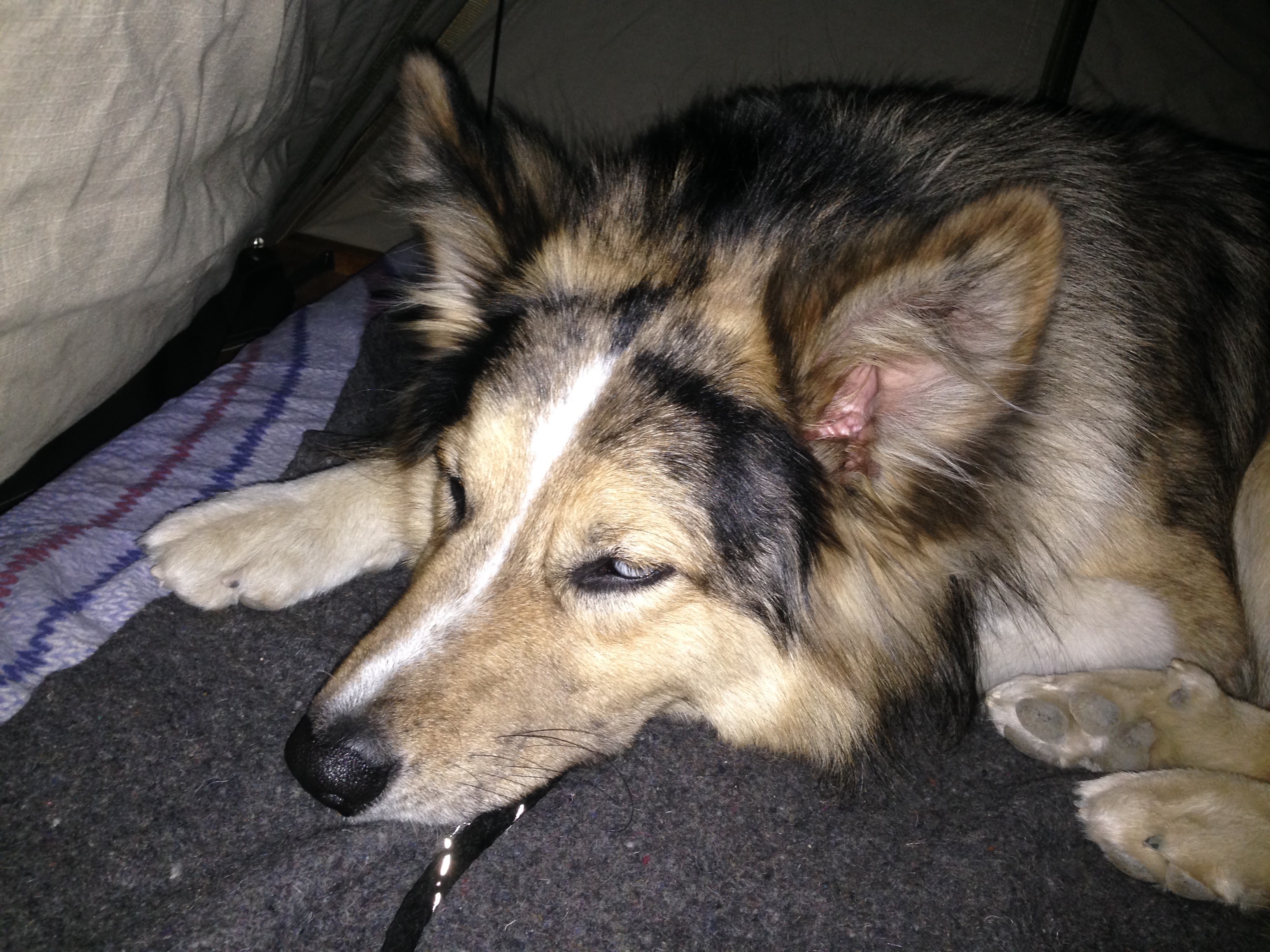 Dog in An RTT