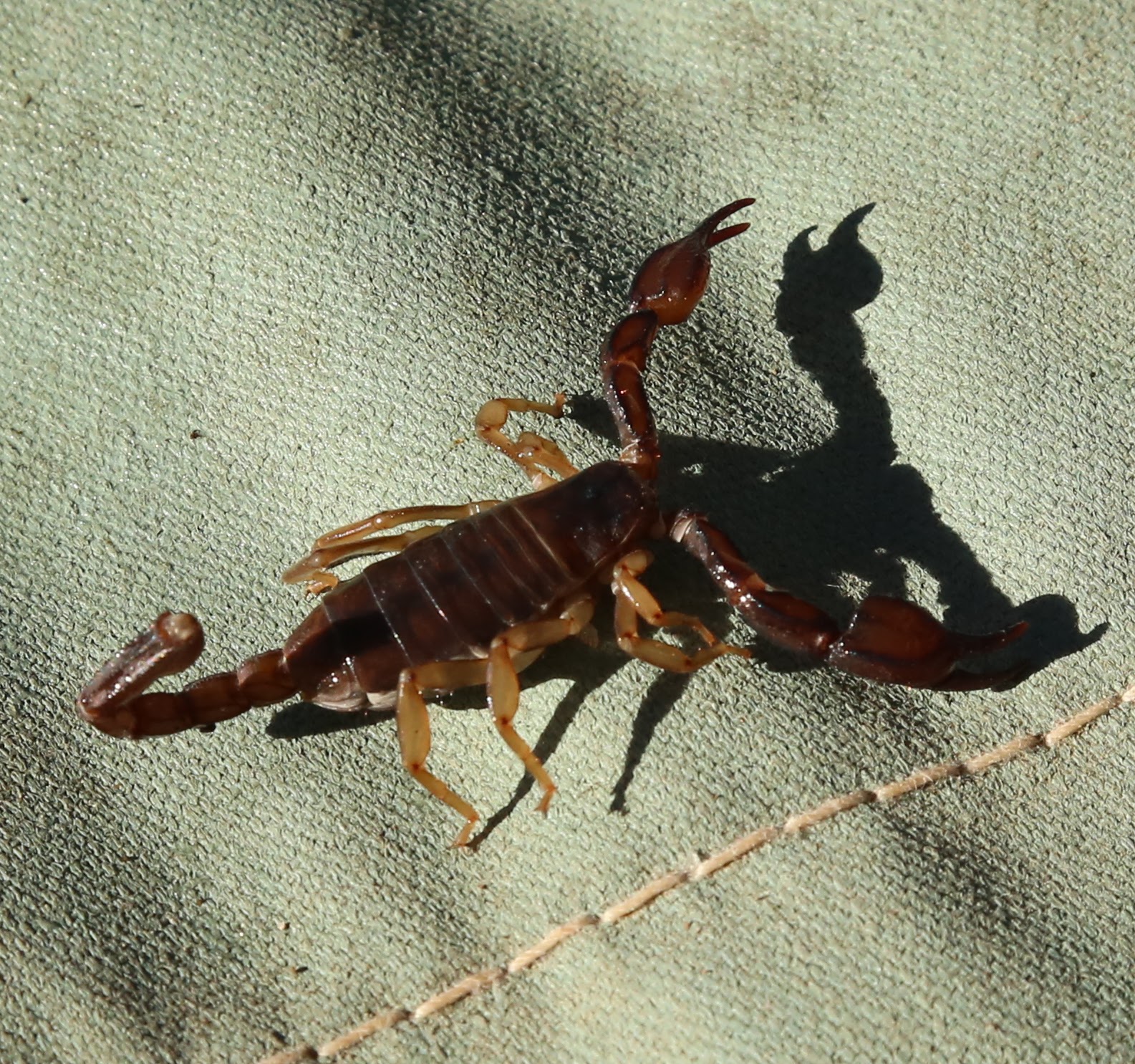 Ground Tent Scorpion