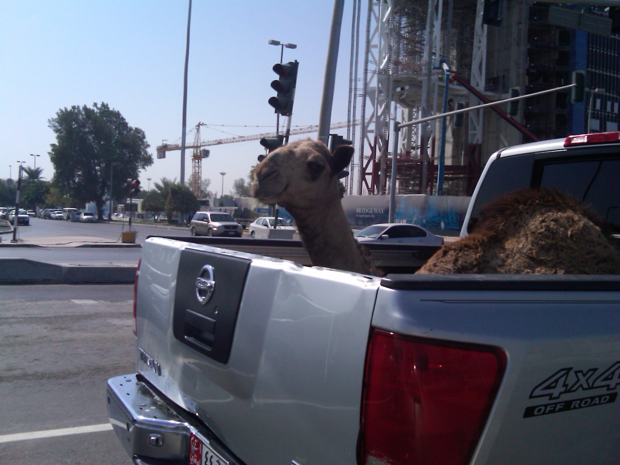 Camel.jpg