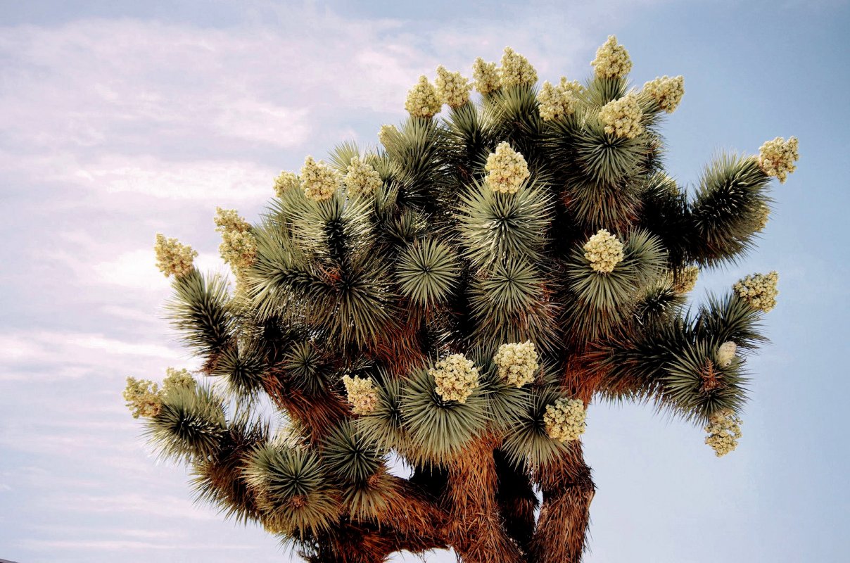 Joshua Tree flower.jpg