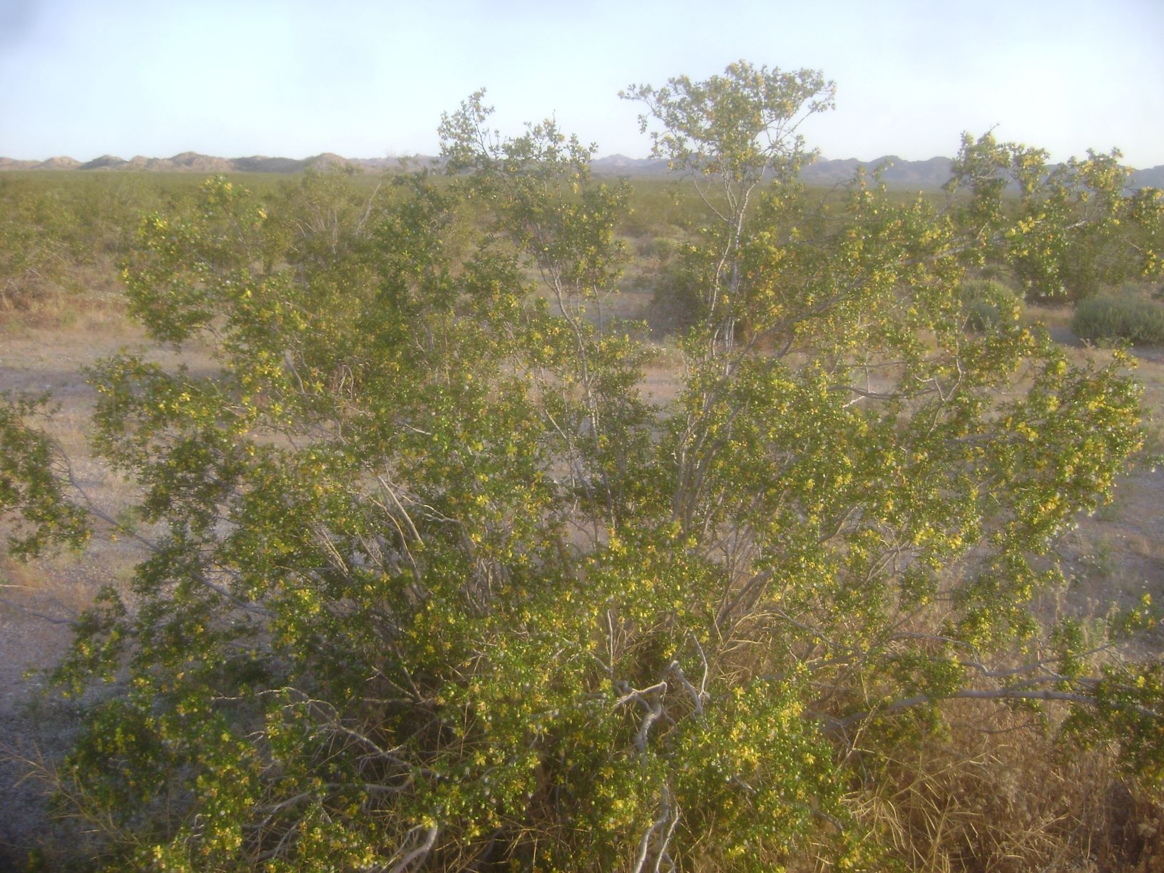 Creosote Bush in Bloom.JPG