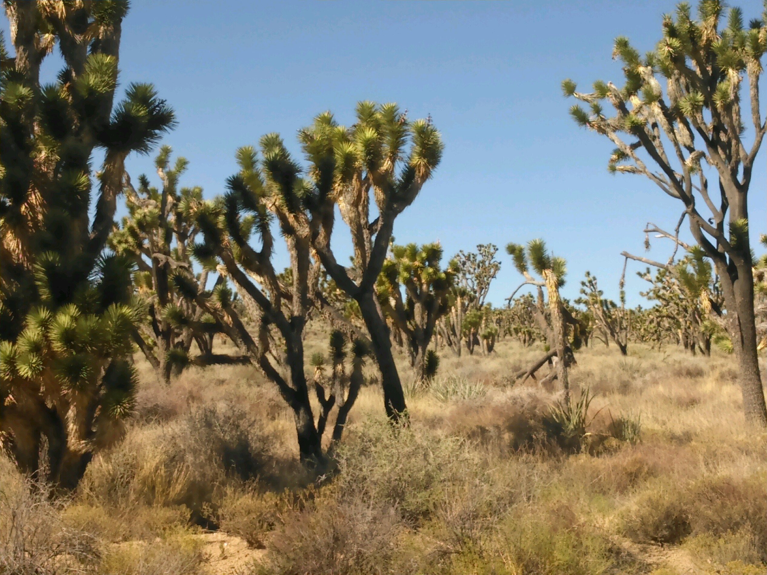 Forest.jpg