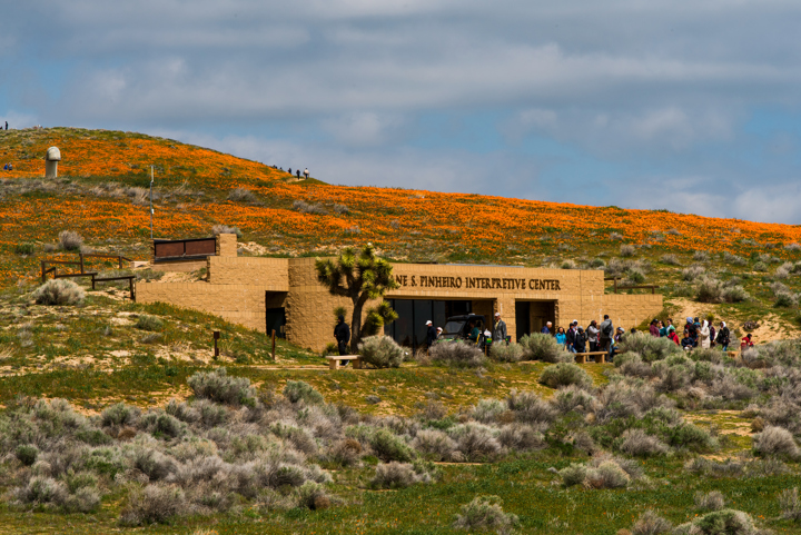 Poppy Reserve-1.png