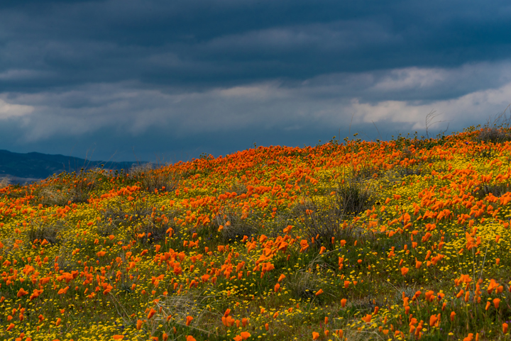 Poppy Reserve-2.png