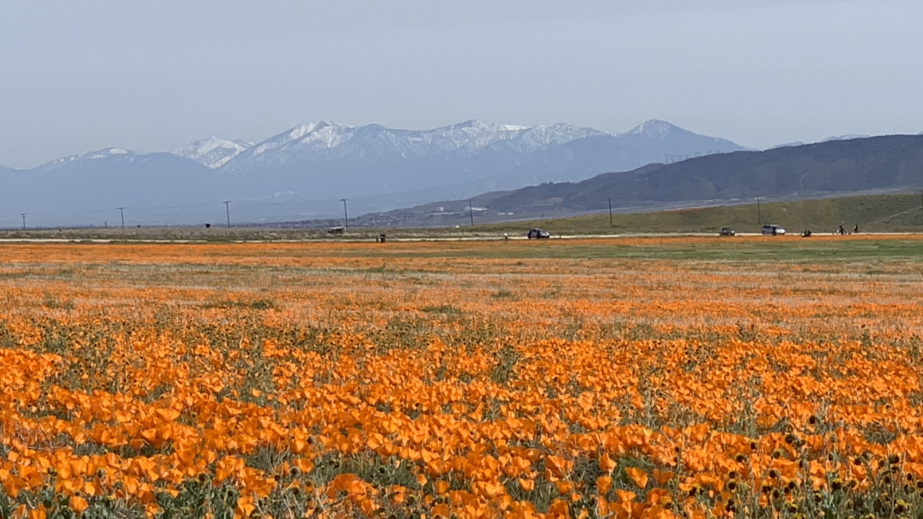 Poppy Reserve-3.jpg