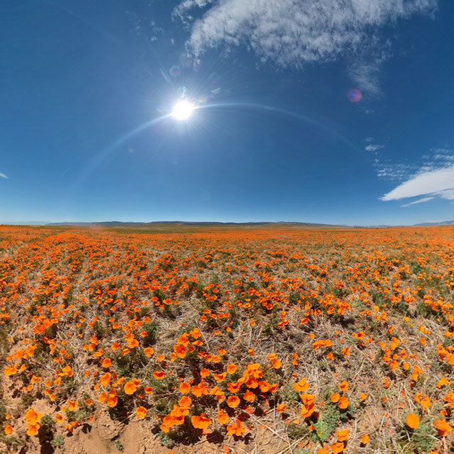 Poppy Reserve-4.jpg
