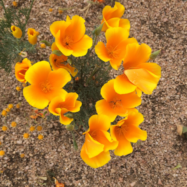 Poppies-5.jpg