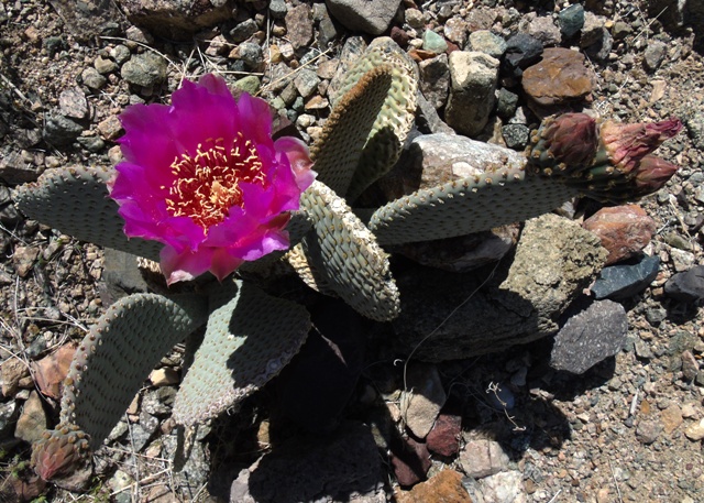Shoshone Flower 01.JPG