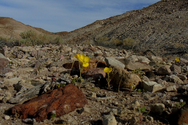 Shoshone Flower 02.JPG
