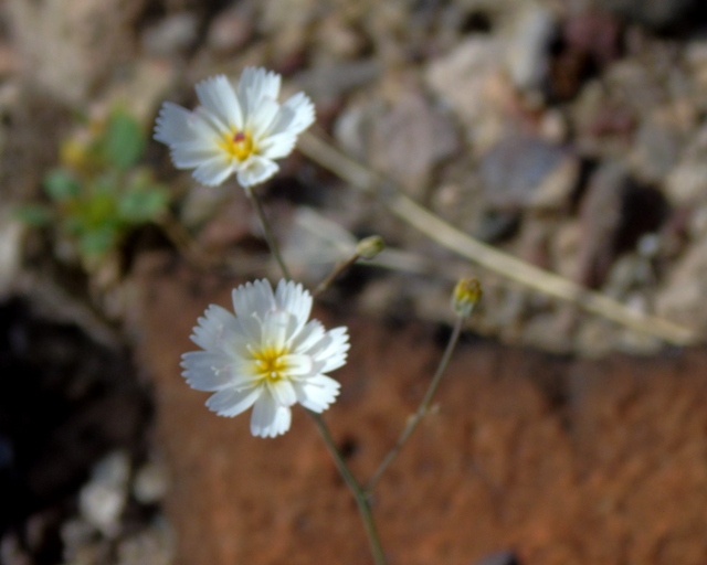 Shoshone Flower 04.JPG