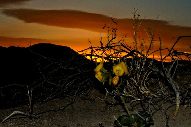 Shoshone Flower 06.jpg