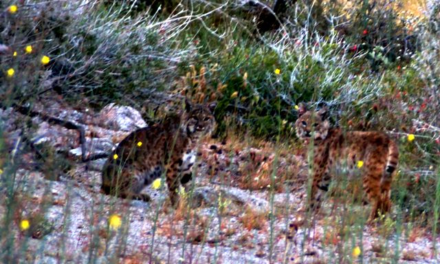 I was sleeping under the stars when I heard the growling and rapid foot movement of these two early in the morning.  One caught up with the other approximately 30 yards from my bedding site and had a pretty vicious fight leaving tufts of hair behind before they ran off continuing to chase one another.