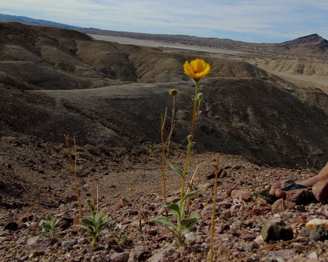It is amazing how solitary flowers rise up in such a harsh environment and still manage to provide a moment of pause to contemplate the same.