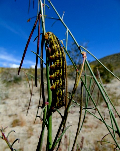 Didn't expect there would be enough moisture in the desert to support a caterpillar this fat and juicy looking, but here it is, a real lunker.