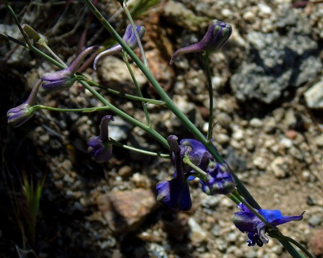 AB 16 Marshal South Hike.JPG