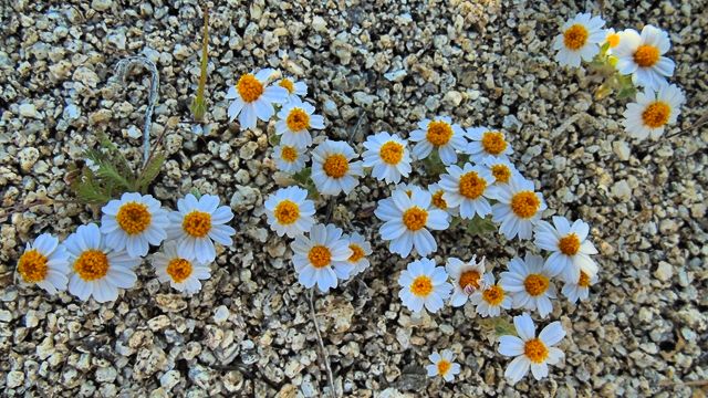 One time, in another life, while guiding dismount troops through a mountain cut in the north FT Irwin training area, under the moonlight, with a warm desert breeze, a little ground hugging flower like this was in bloom and filled the air with a wonderful fragrance.  A moment etched in my senses...will I ever experience that piece of heaven on earth again?