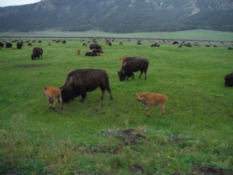 Bison in Lamar Valley-1.jpg