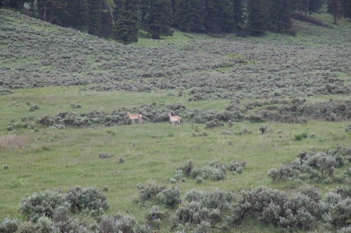 Pronghorn in Lamar Valley-1.jpg