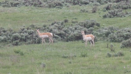 Pronghorn in Lamar Valley-12.jpg