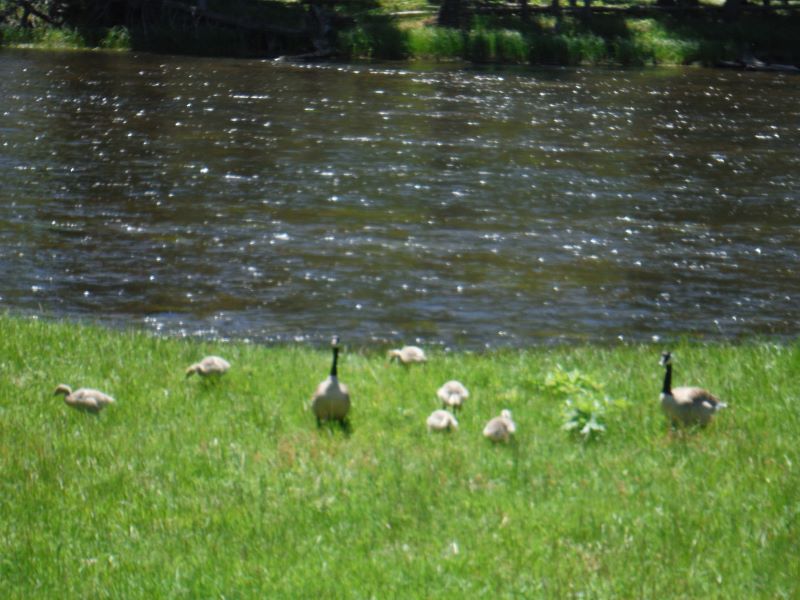 Swans on the Madison River-1.jpg
