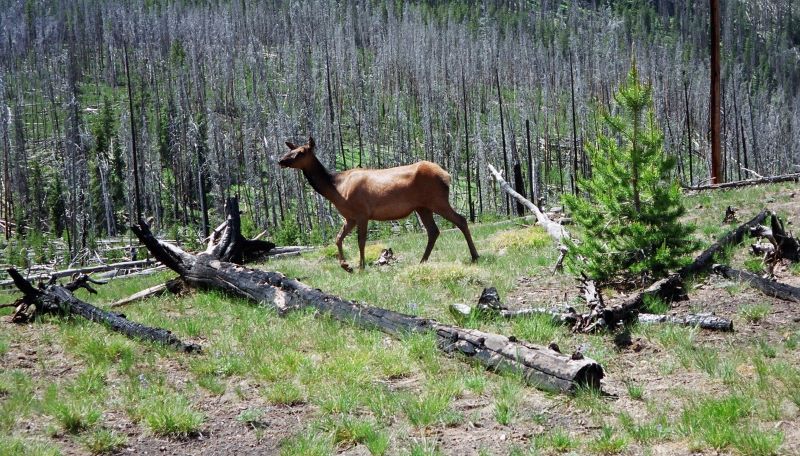 Elk cow-1.jpg