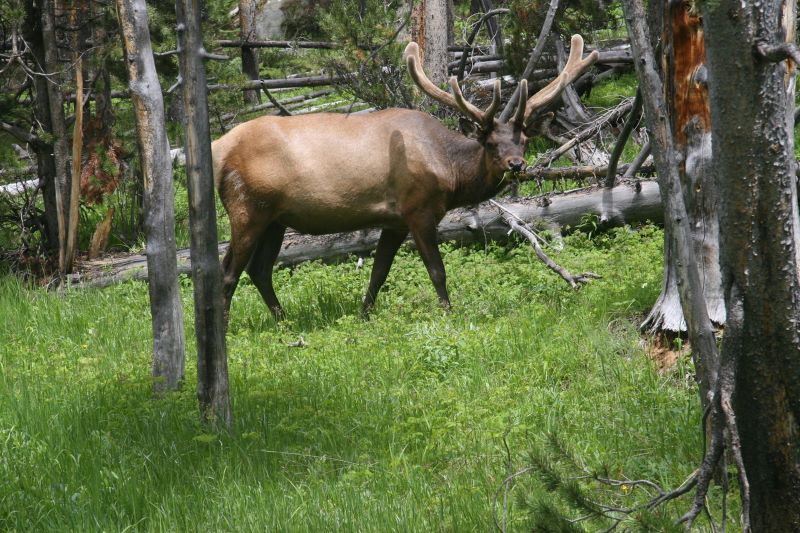 Elk, the common large animal in the park-1.jpg