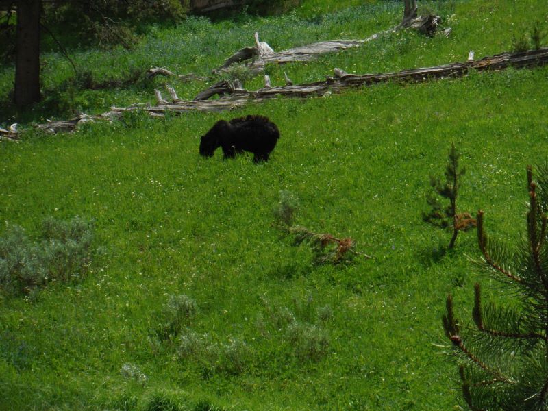 Black Bear-1.jpg