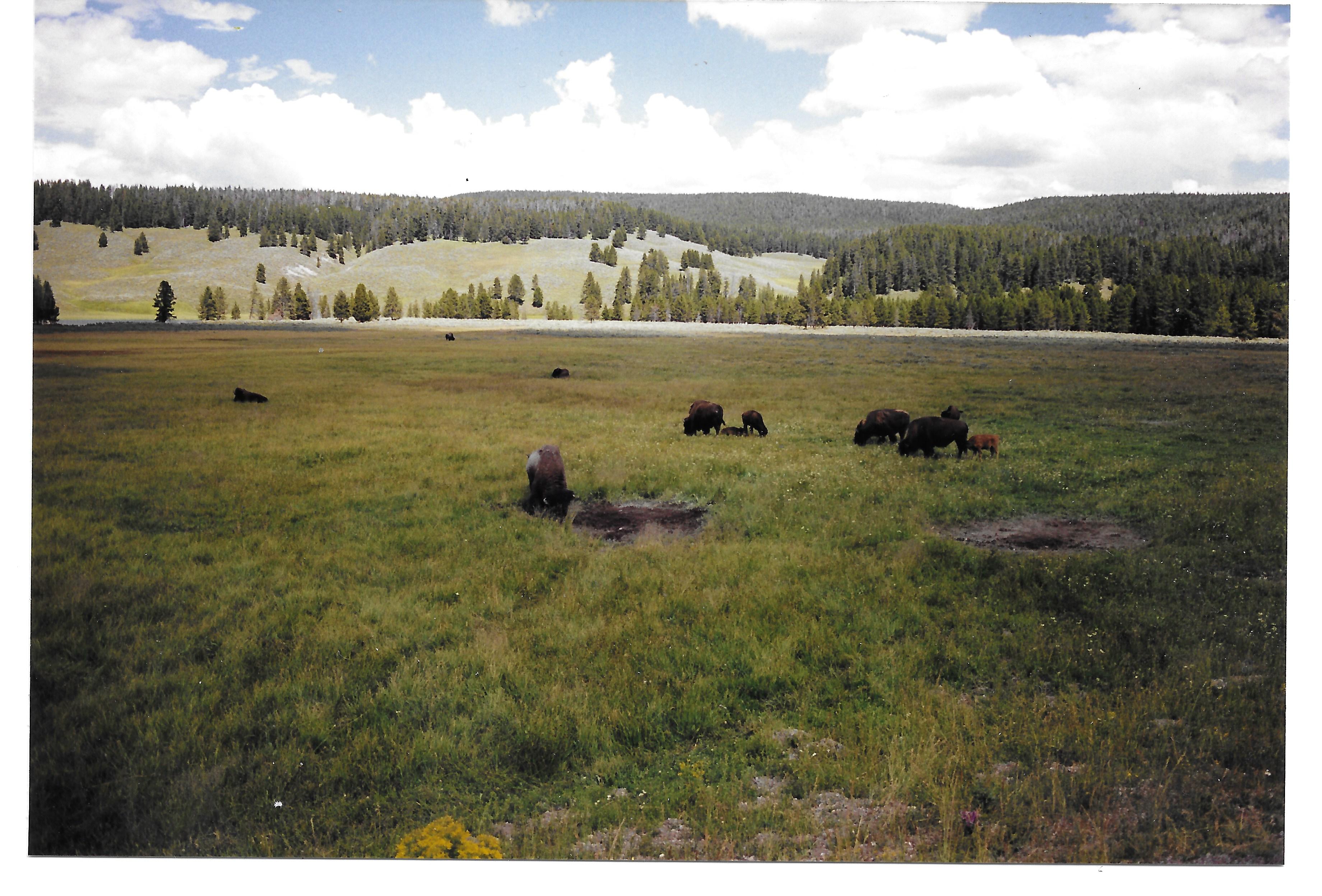 Animals-1.jpg